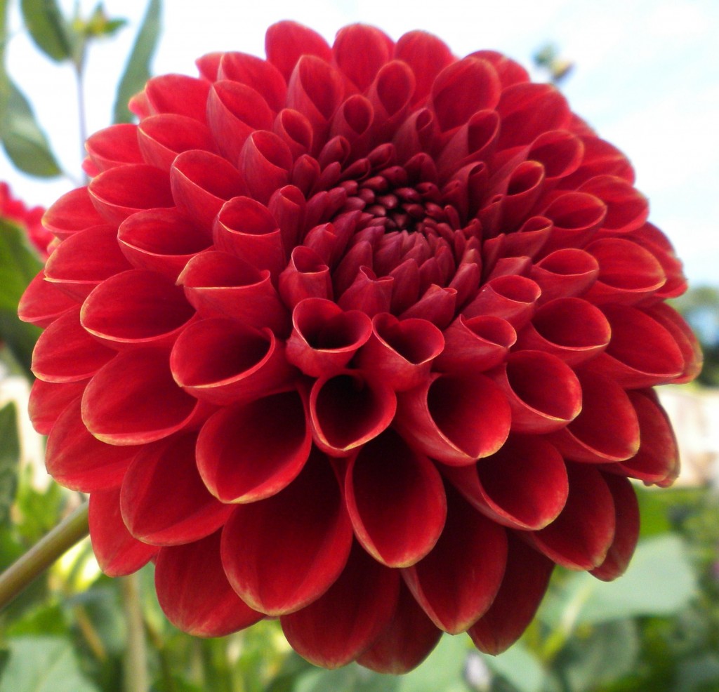 Red Dahlias - Bouquet Wedding Flower